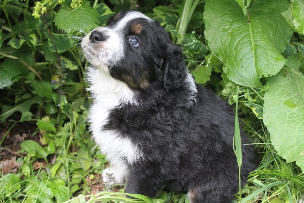 Australian Shepherd Puppies breeder image 7