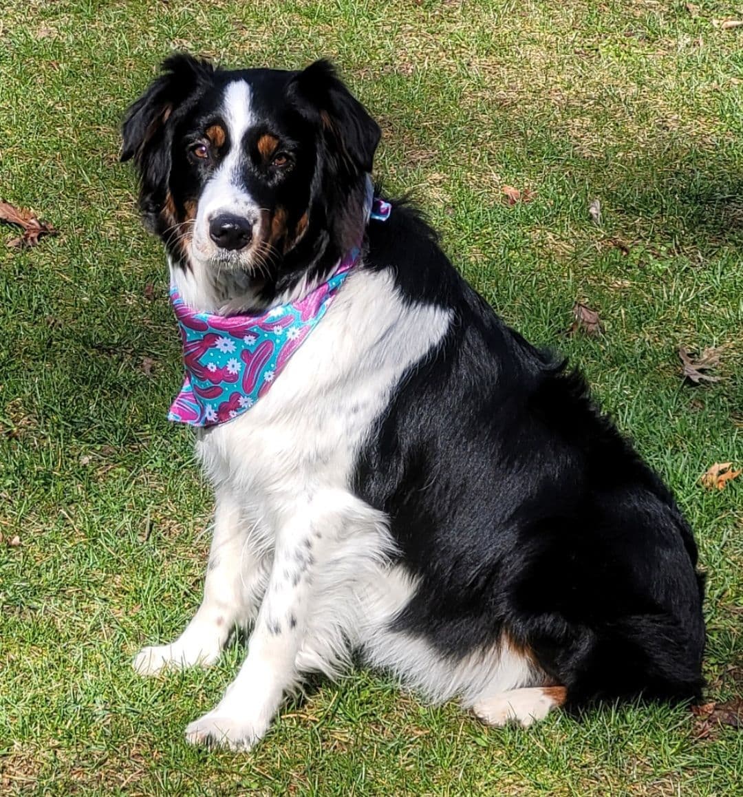 Australian Shepherd Puppies breeder image 3