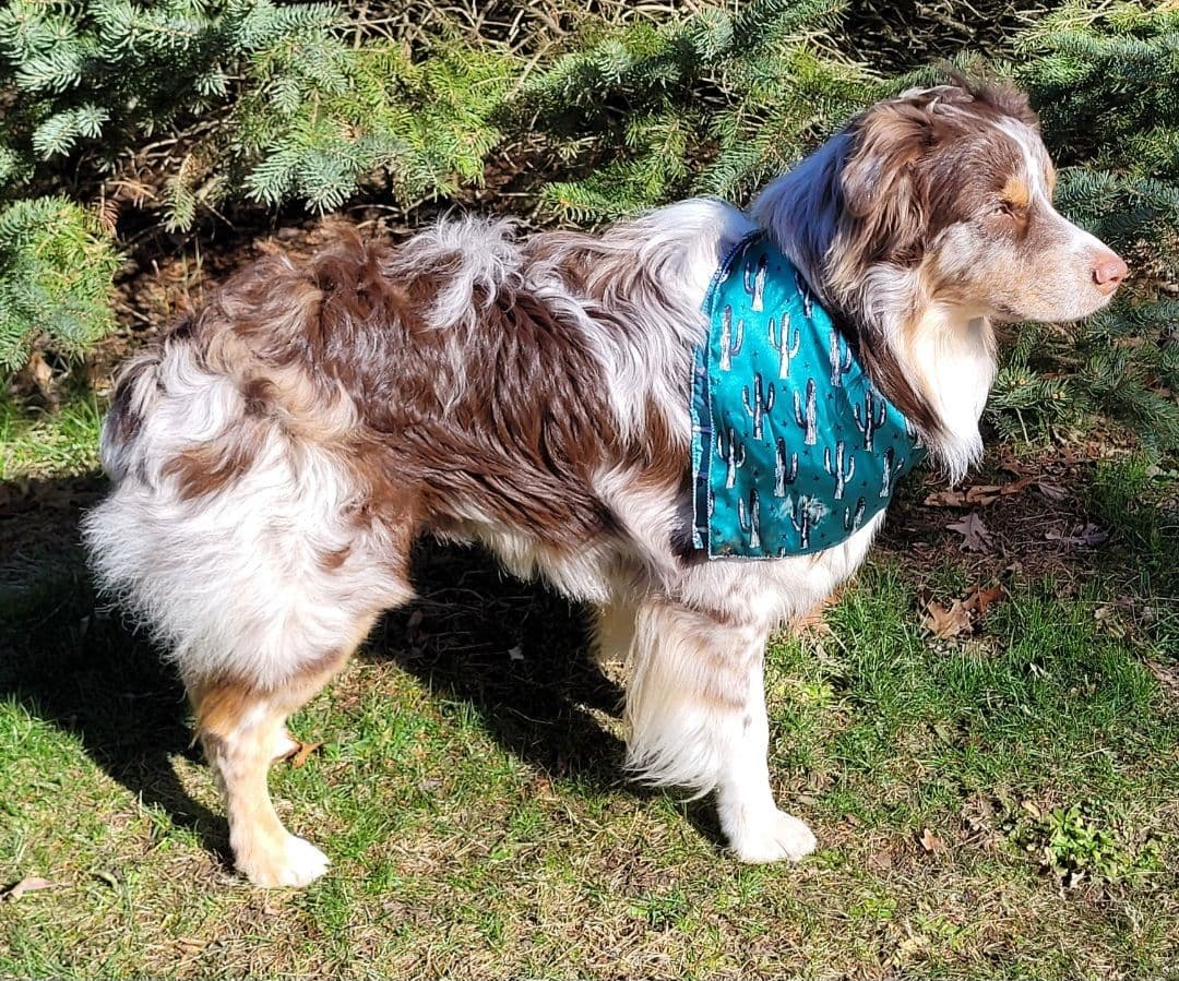 Australian Shepherd Puppies breeder image 2