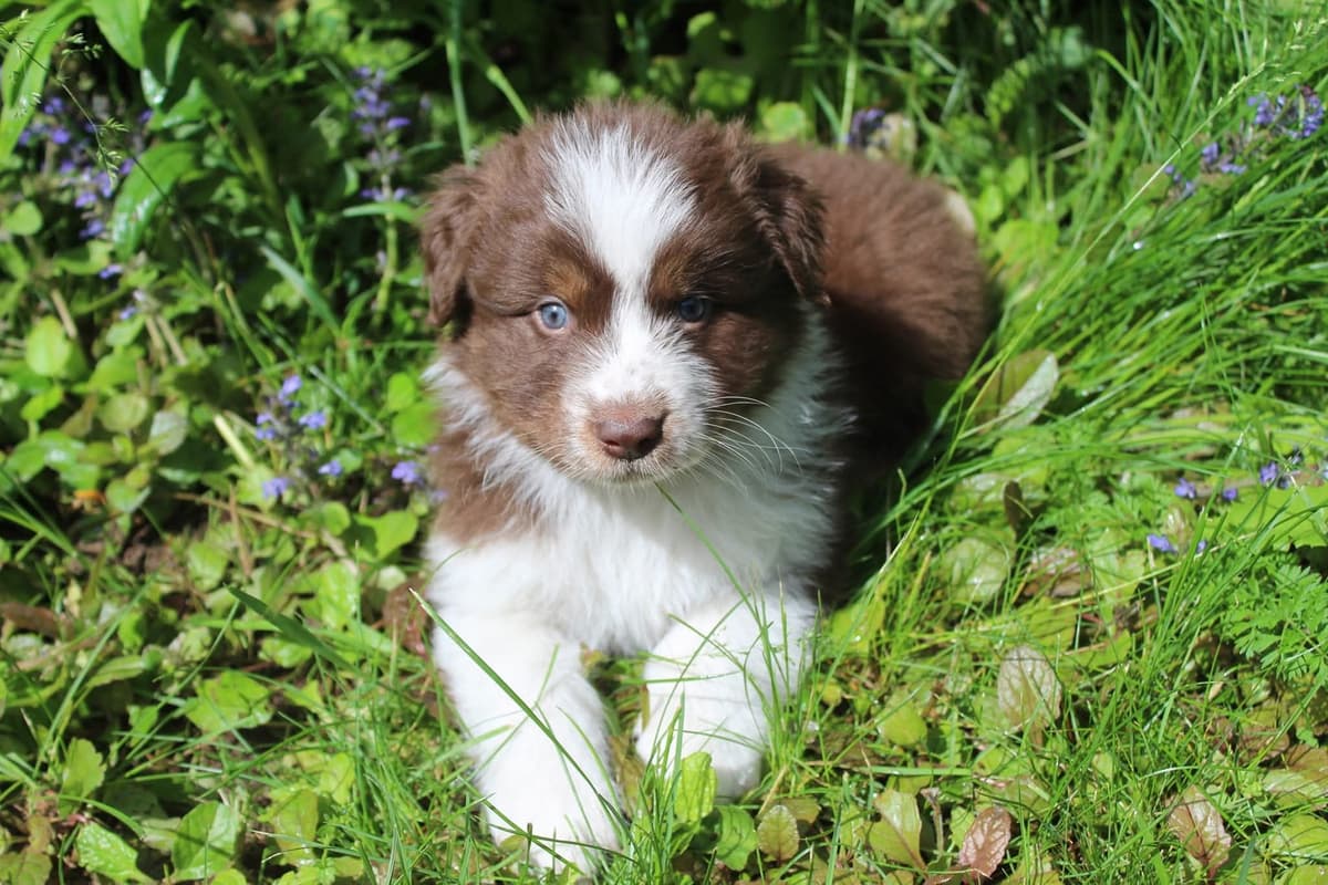 Australian Shepherd Puppies breeder image 8