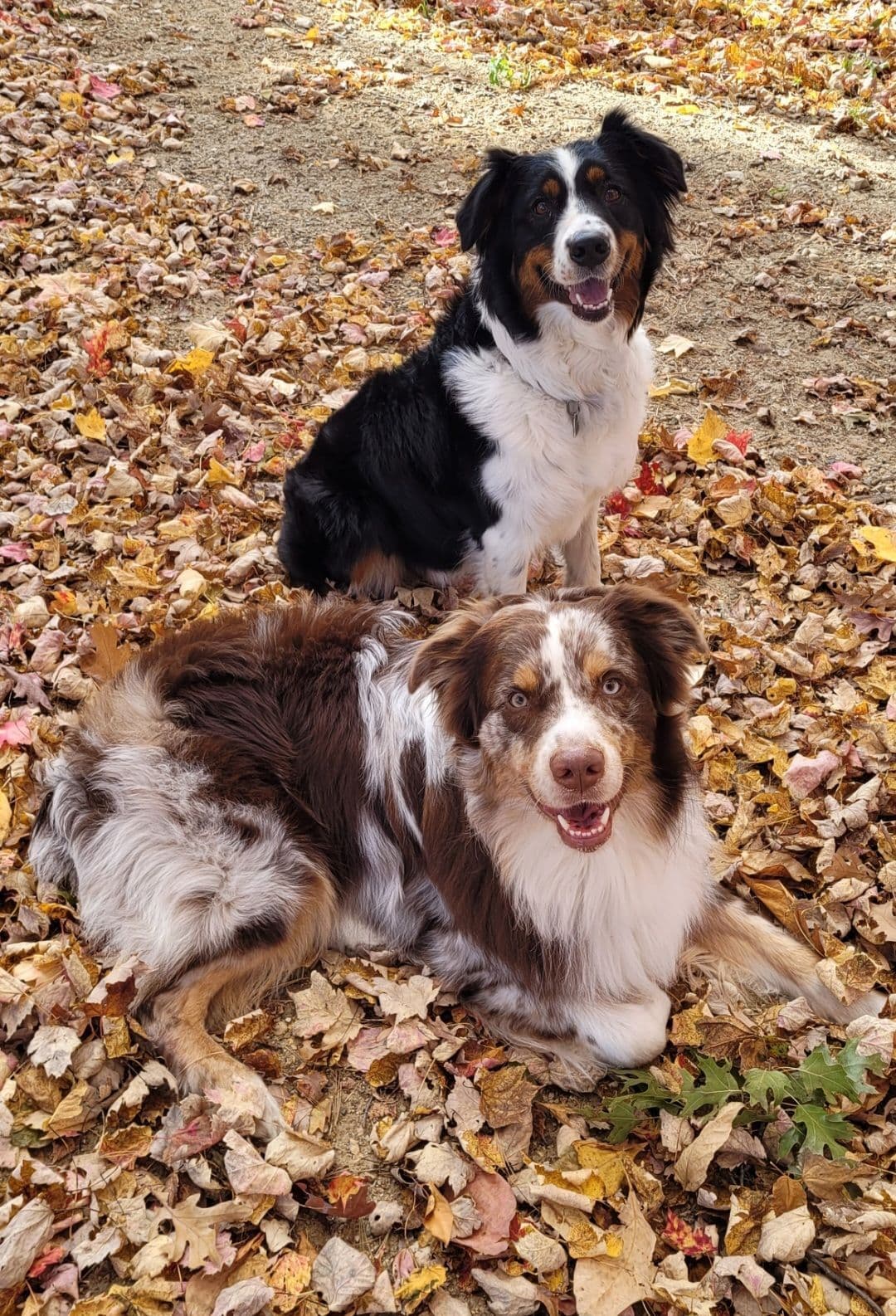 Australian Shepherd Puppies breeder image 13