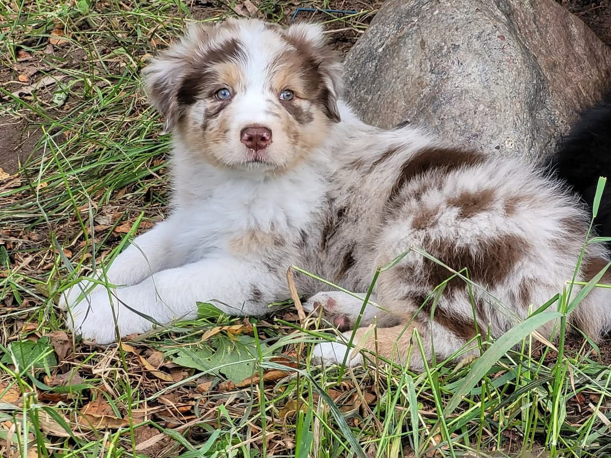 Australian Shepherd Puppies breeder image 9