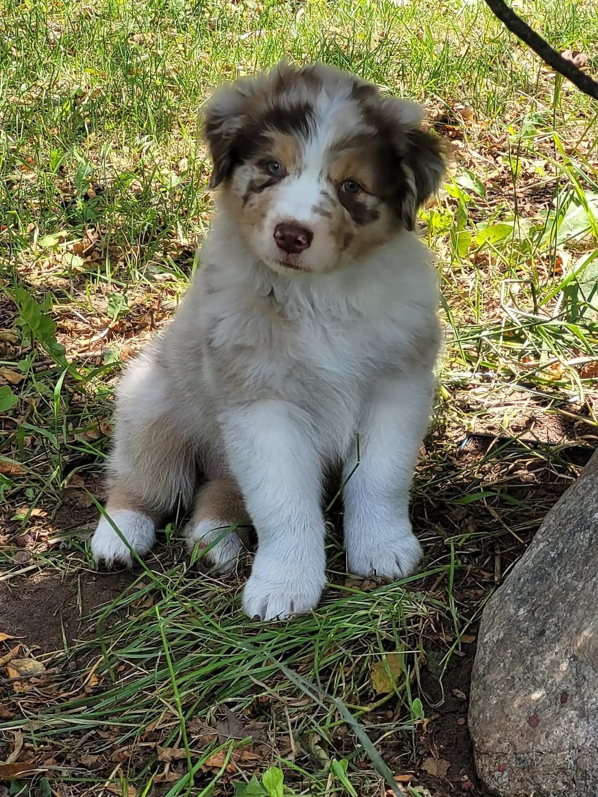 Australian Shepherd Puppies breeder image 10