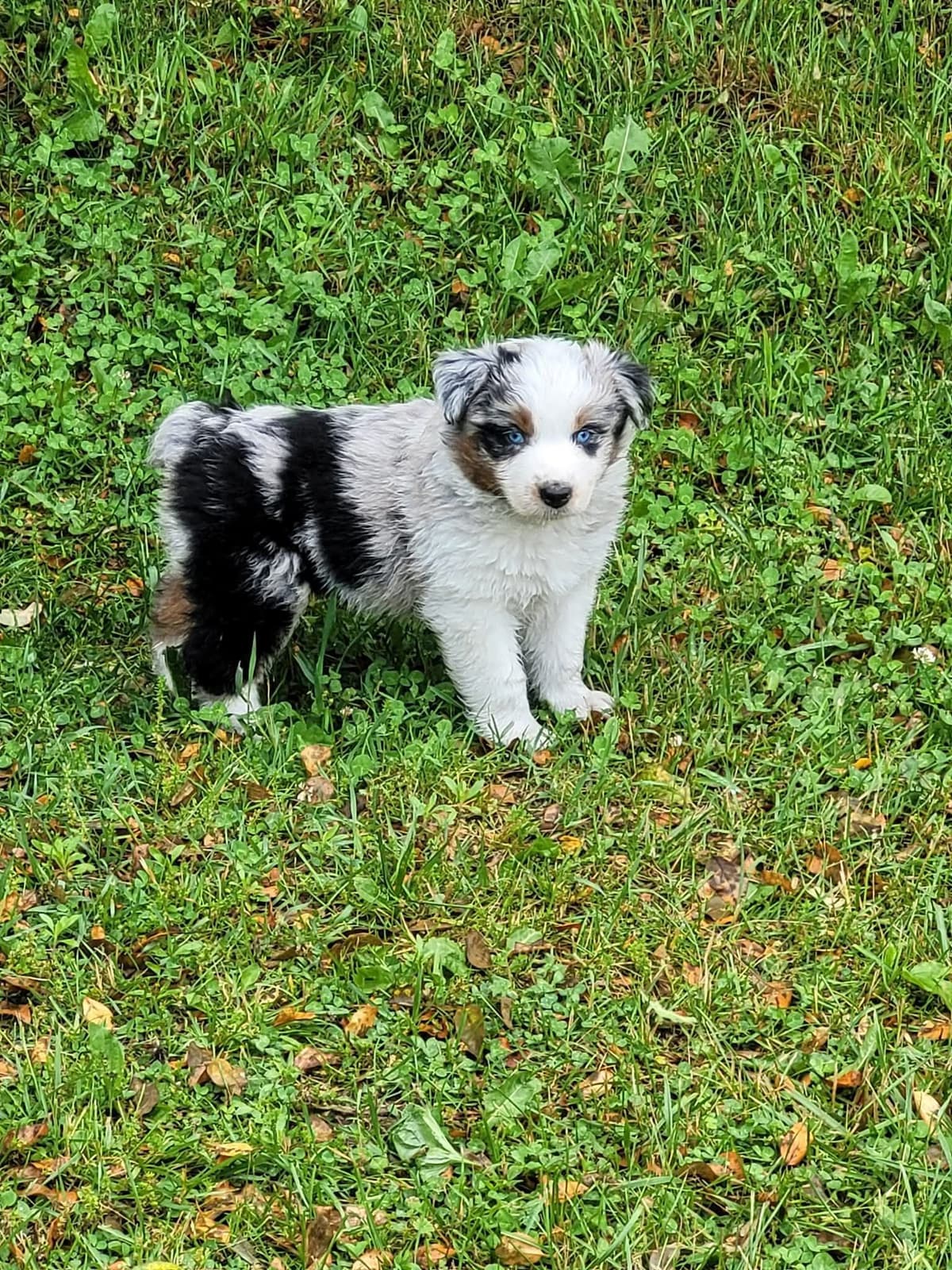 Australian Shepherd Puppies breeder image 11