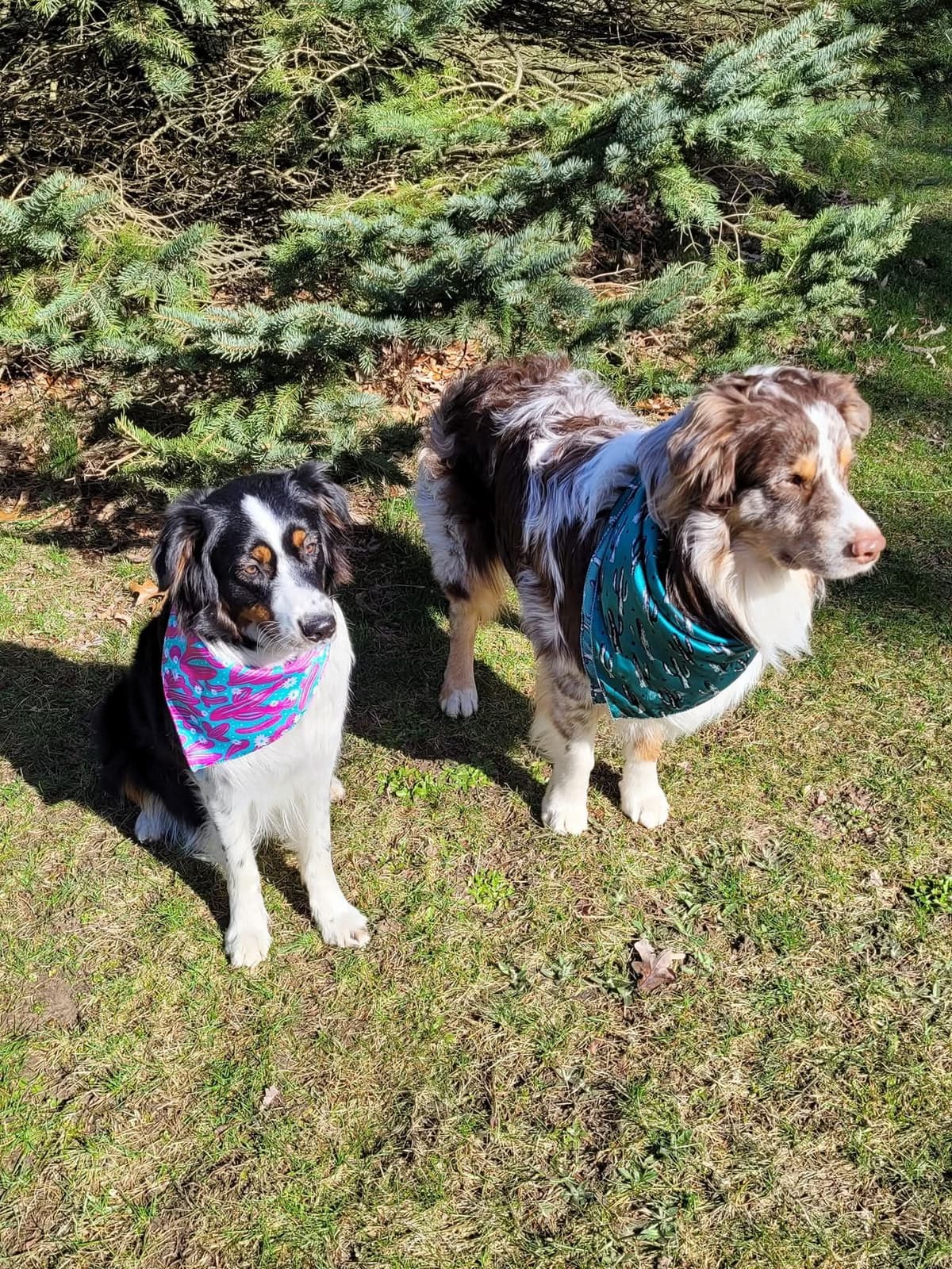 Australian Shepherd Puppies breeder image 12
