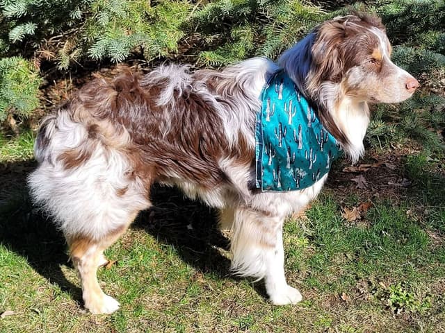 Australian Shepherd Puppies media 7