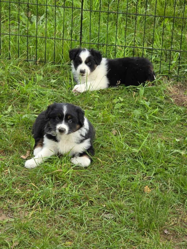 Australian Shepherd Puppies media 2