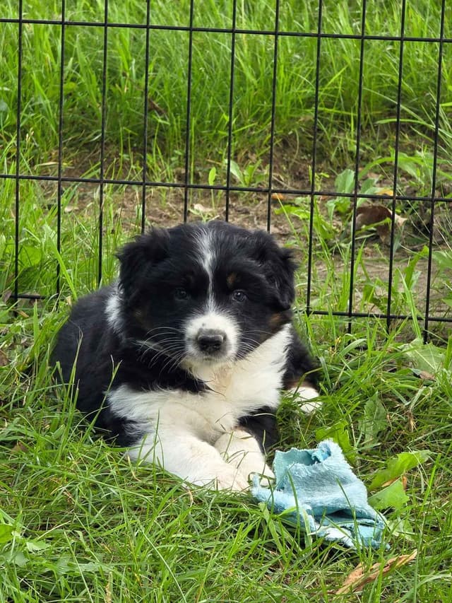Australian Shepherd Puppies media 3