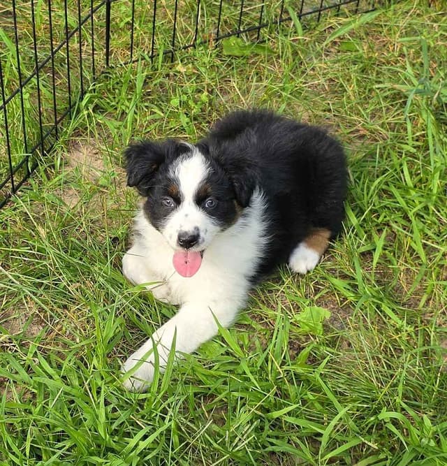 Australian Shepherd Puppies media 8