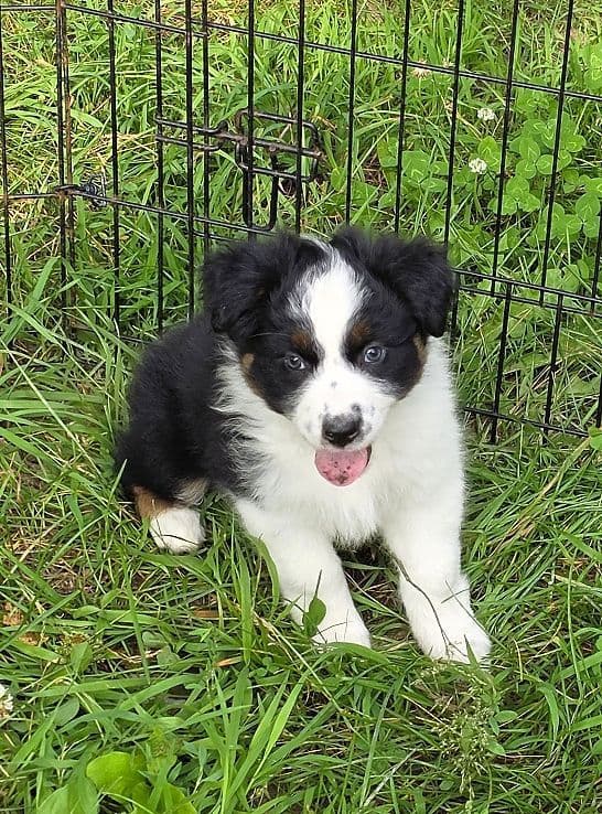 Australian Shepherd Puppies media 9