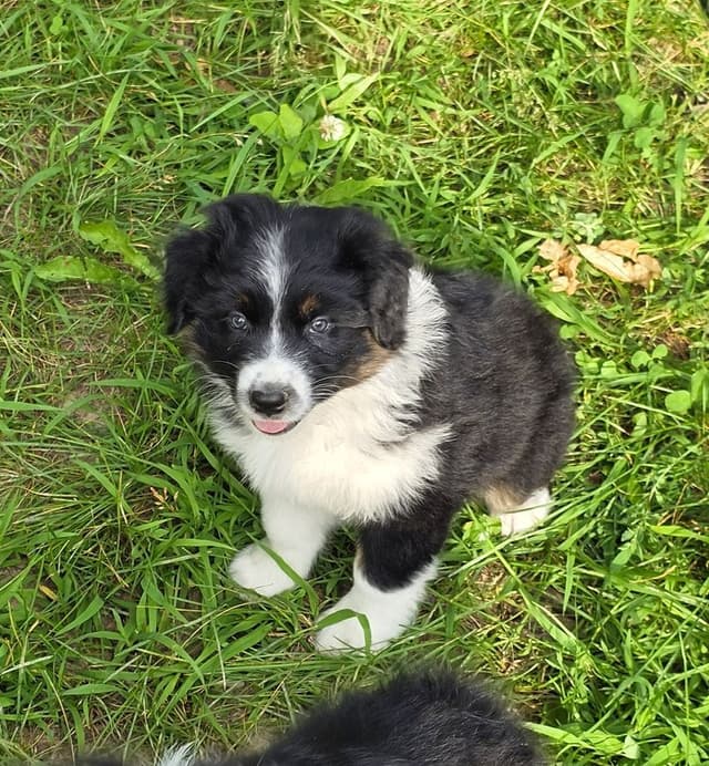 Australian Shepherd Puppies media 10