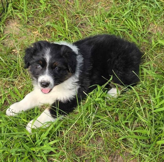 Australian Shepherd Puppies media 11