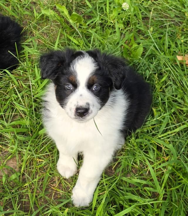 Australian Shepherd Puppies media 12