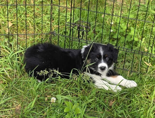 Australian Shepherd Puppies media 13