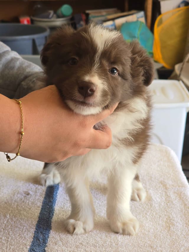 Border Collie Puppies media 2