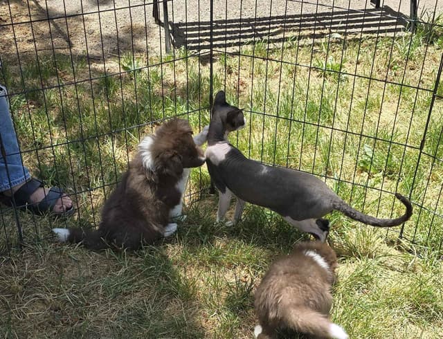 Border Collie Puppies media 4