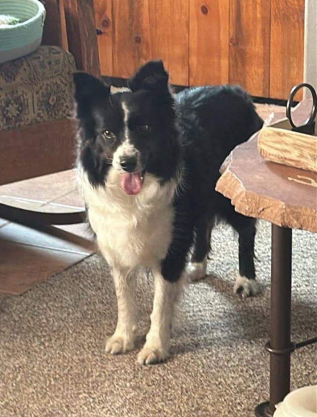 Border Collie Puppies media 5