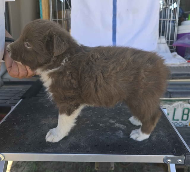Border Collie Puppies media 6