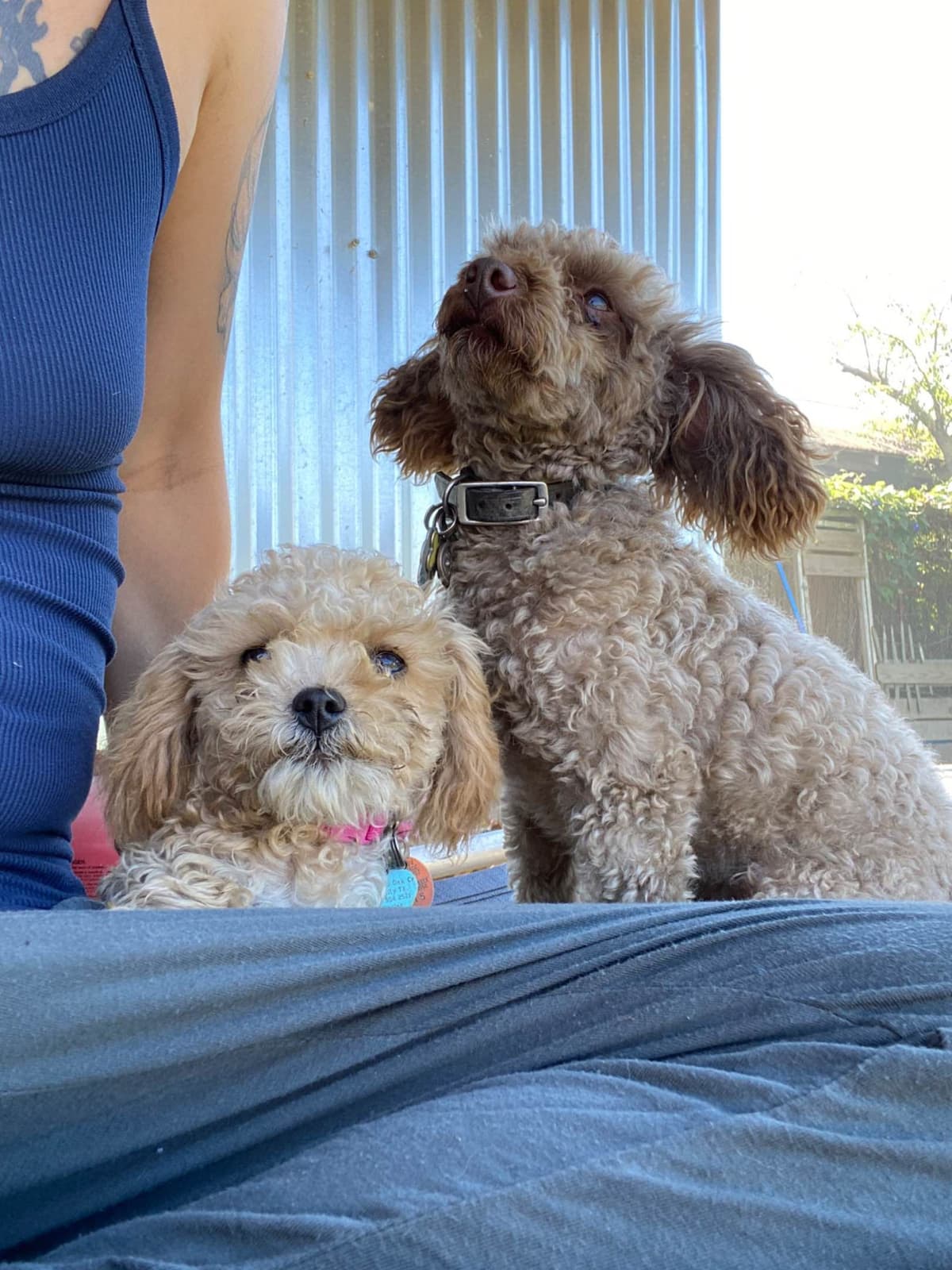 Brown MINI Poodle Puppy FULLY KENNEL TRAINED AND VACCINATED! breeder image 1