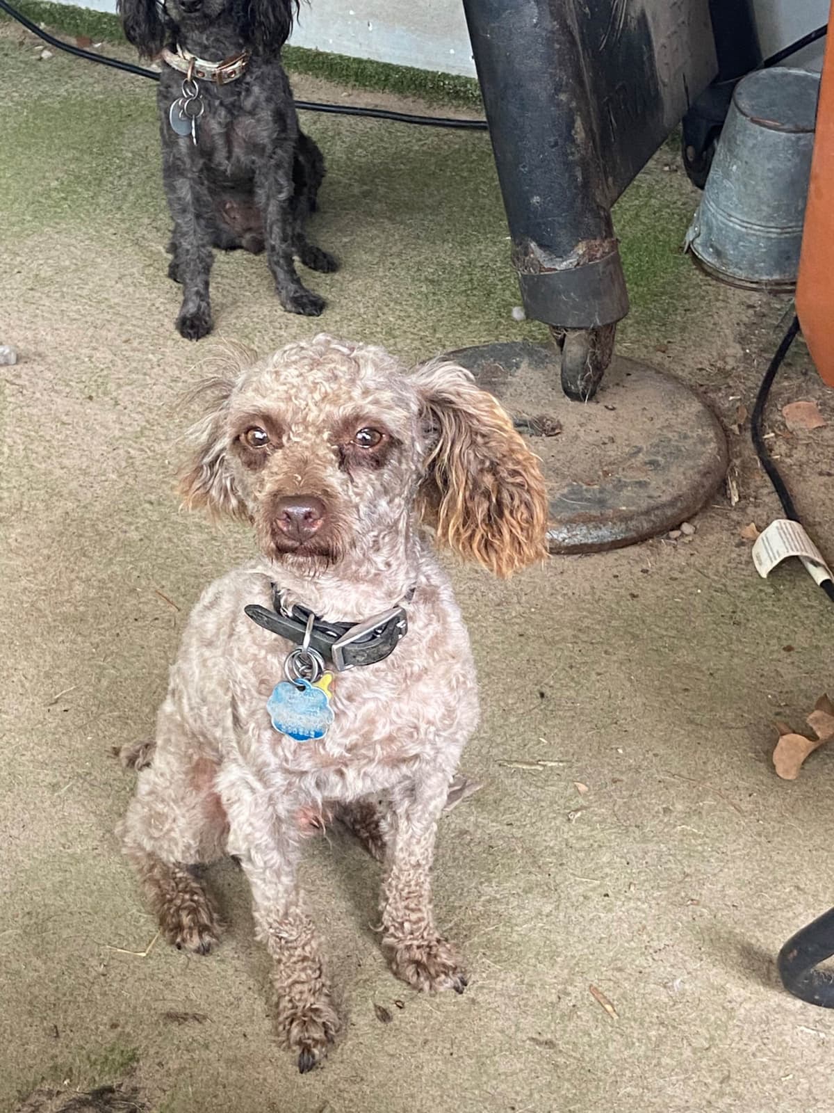 Brown MINI Poodle Puppy FULLY KENNEL TRAINED AND VACCINATED! breeder image 2