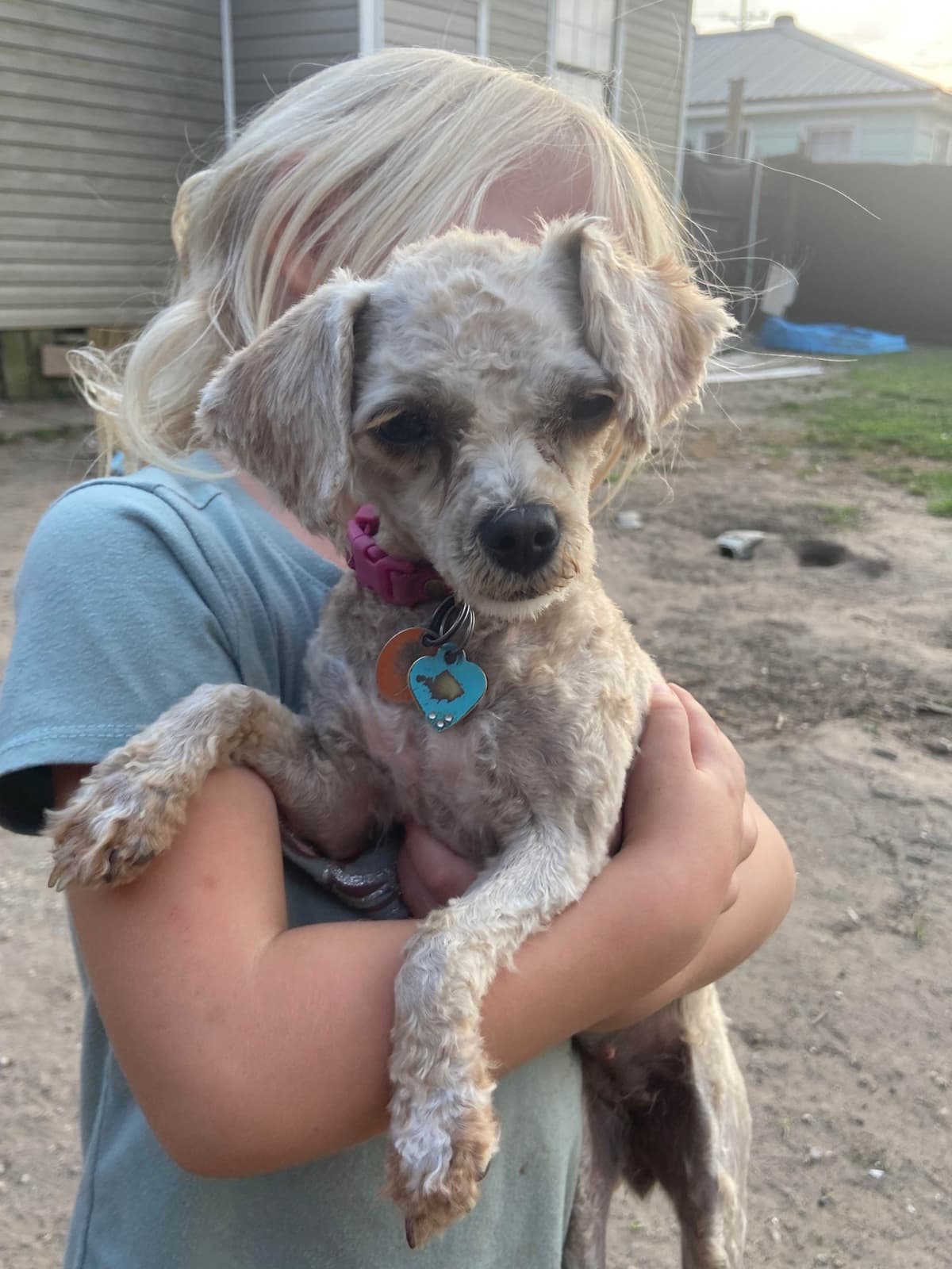 Brown MINI Poodle Puppy FULLY KENNEL TRAINED AND VACCINATED! breeder image 3