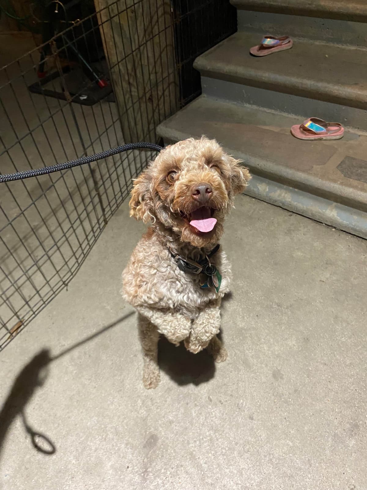 Brown MINI Poodle Puppy FULLY KENNEL TRAINED AND VACCINATED! breeder image 4