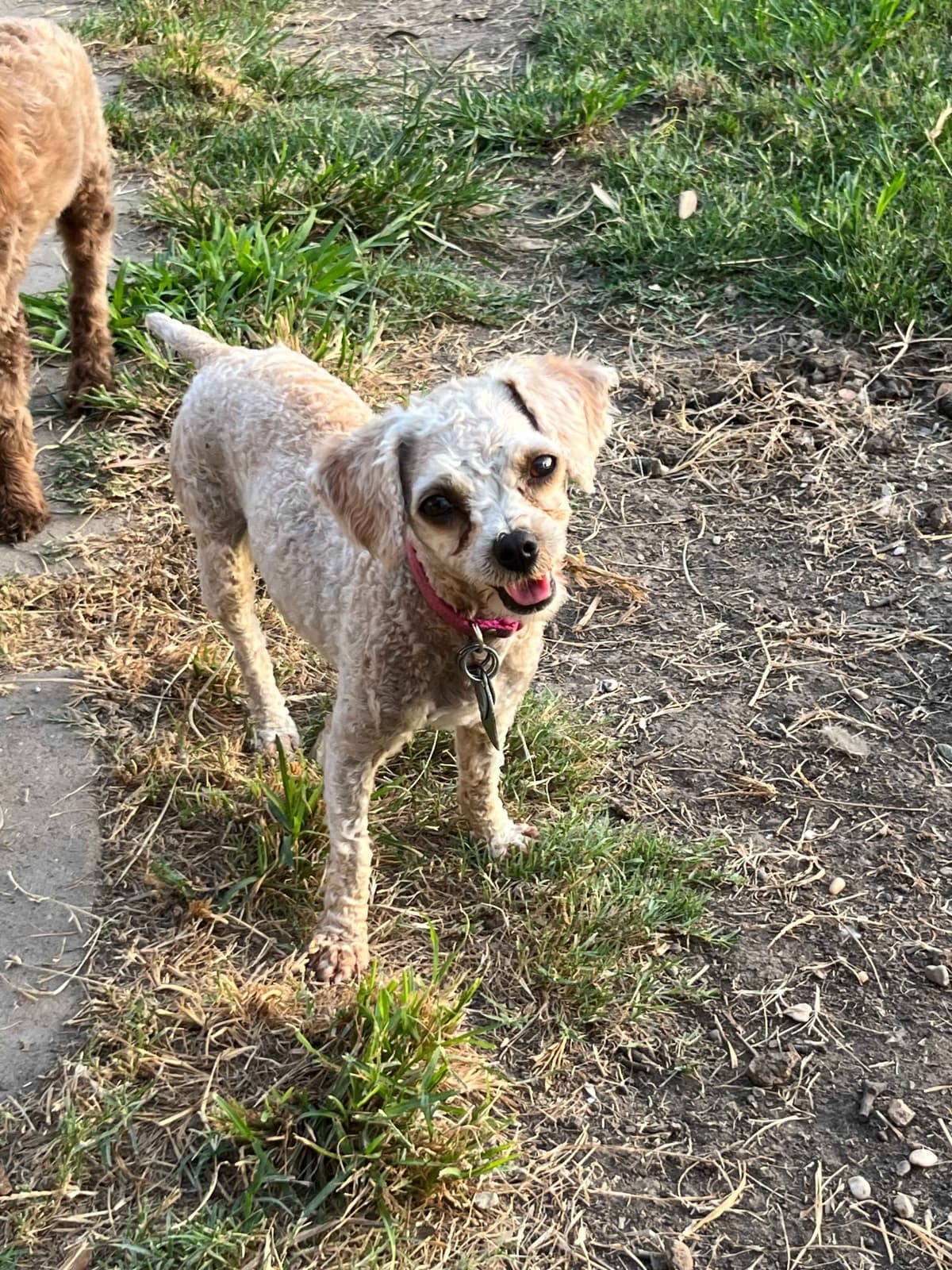 Brown MINI Poodle Puppy FULLY KENNEL TRAINED AND VACCINATED! breeder image 8