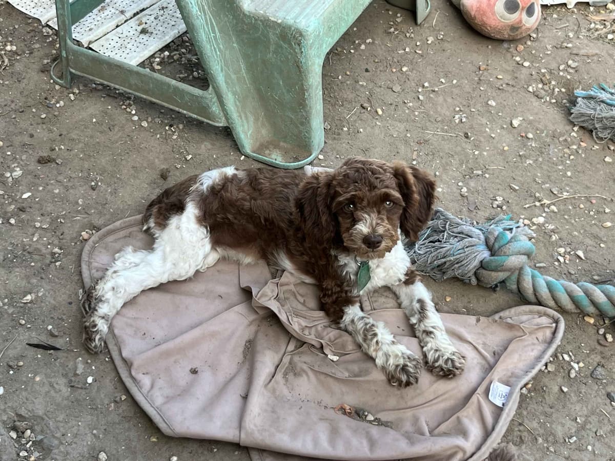 Brown MINI Poodle Puppy FULLY KENNEL TRAINED AND VACCINATED! breeder image 9