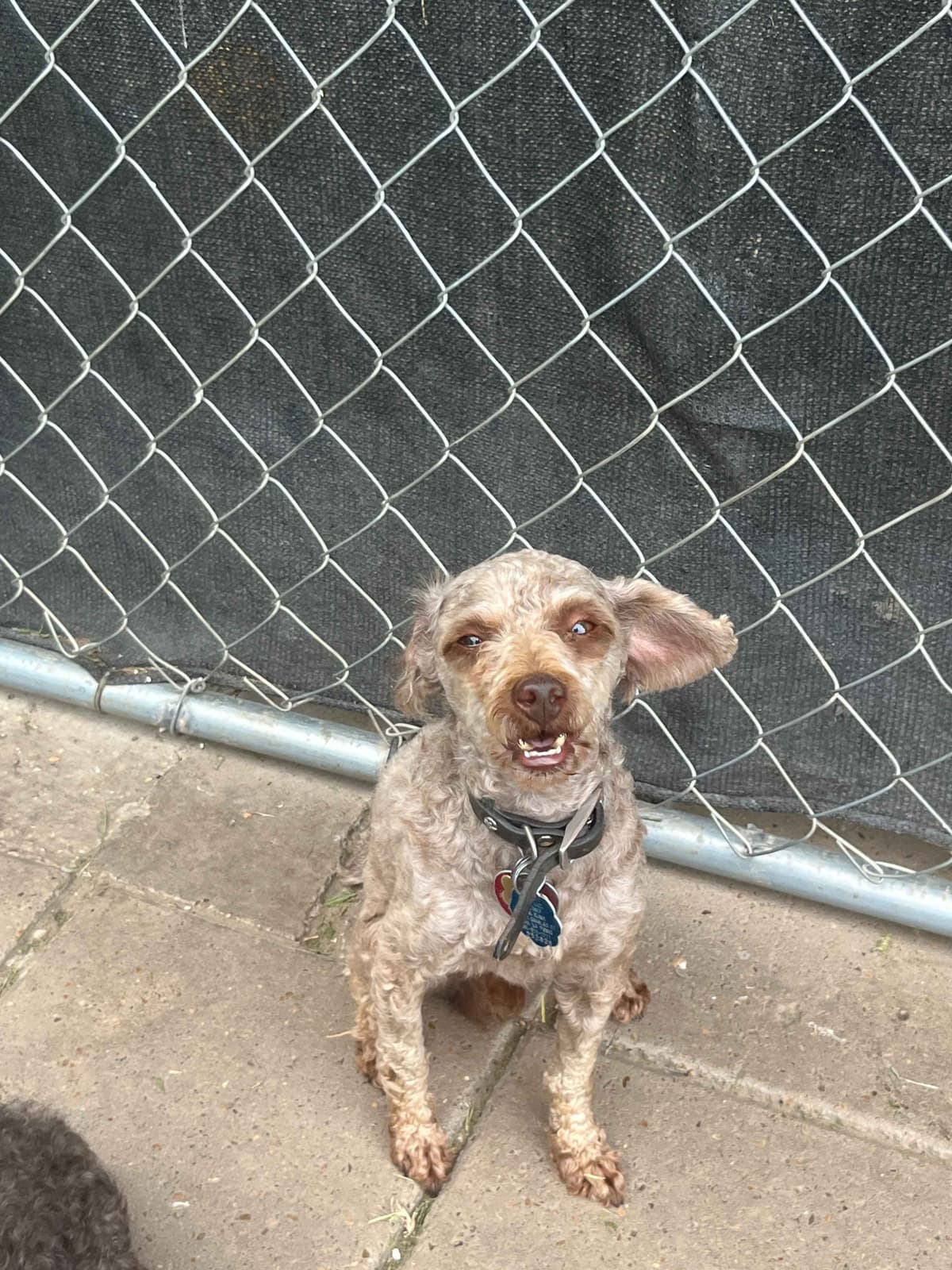Brown MINI Poodle Puppy FULLY KENNEL TRAINED AND VACCINATED! breeder image 11