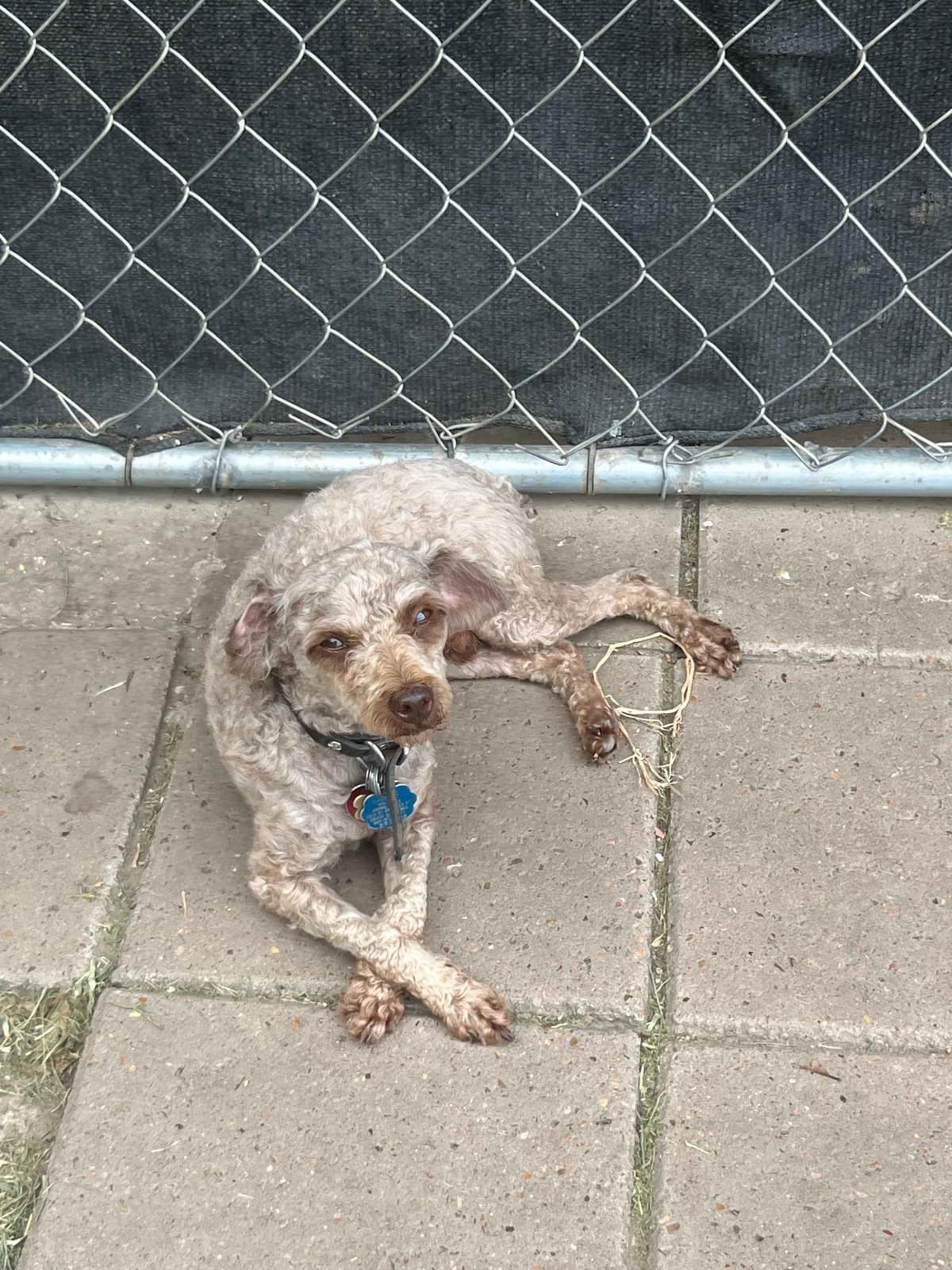 Brown MINI Poodle Puppy FULLY KENNEL TRAINED AND VACCINATED! breeder image 12