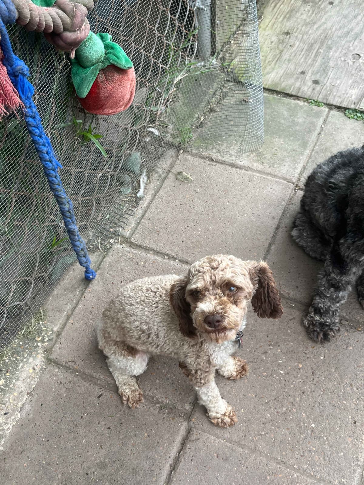 Brown MINI Poodle Puppy FULLY KENNEL TRAINED AND VACCINATED! breeder image 14