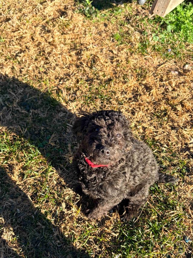 Black Male Poodle ADULT READY NOW FULLY VACCINED AND KENNEL TRAINED media 5