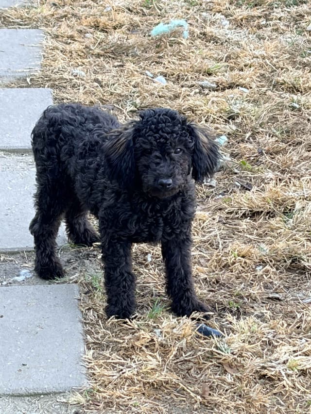 Black Male Poodle ADULT READY NOW FULLY VACCINED AND KENNEL TRAINED media 4