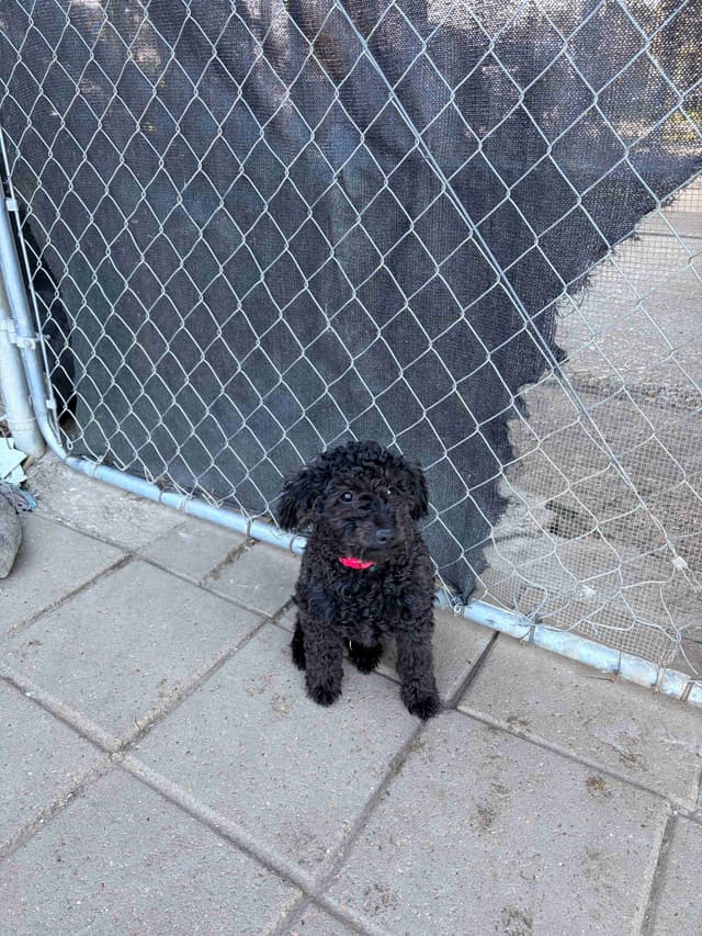 Black Male Poodle ADULT READY NOW FULLY VACCINED AND KENNEL TRAINED media 7