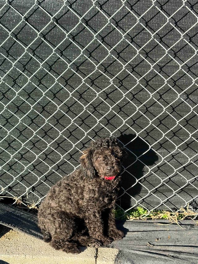 Black Male Poodle ADULT READY NOW FULLY VACCINED AND KENNEL TRAINED media 8