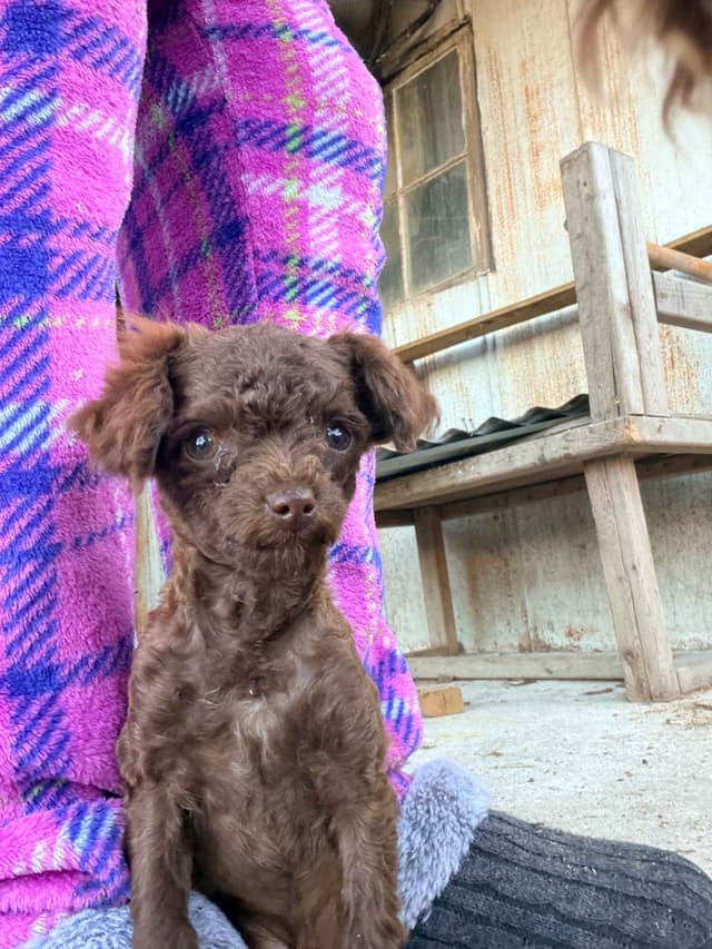 Toy Poodles media 6