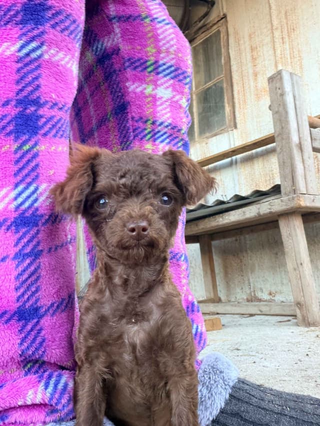 Toy Poodles media 7