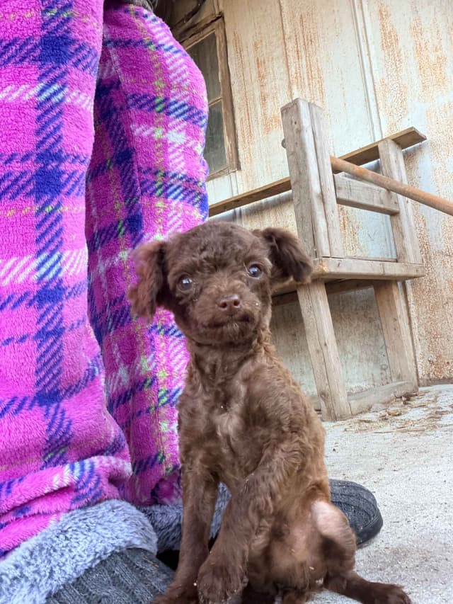 Toy Poodles media 2