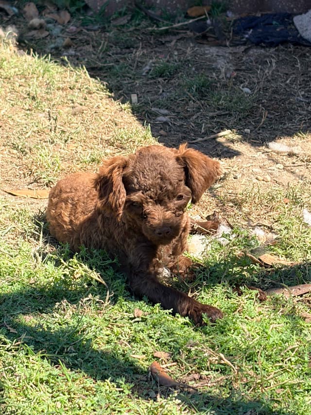 Toy Poodles media 8