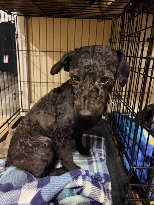 Black Male Poodle ADULT READY NOW FULLY VACCINED AND KENNEL TRAINED media 10