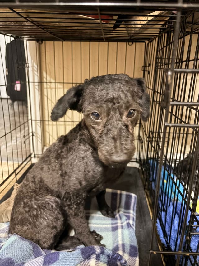 Black Male Poodle ADULT READY NOW FULLY VACCINED AND KENNEL TRAINED media 13