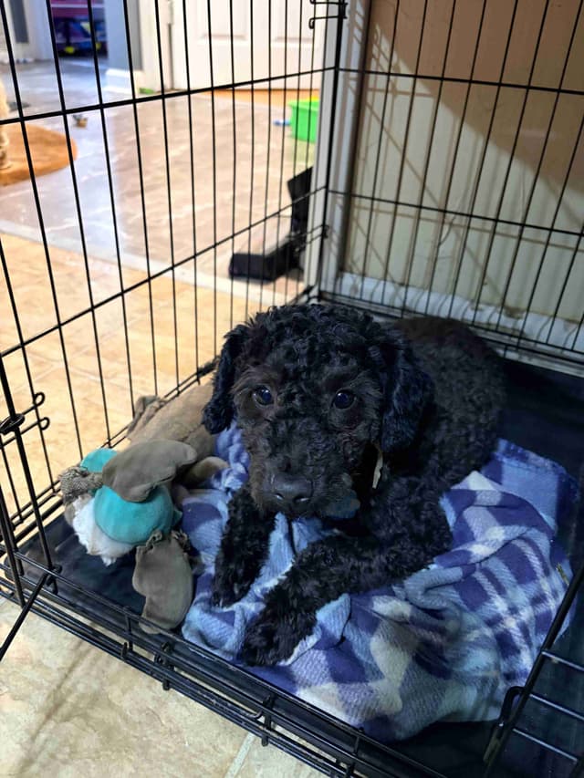 Black Male Poodle ADULT READY NOW FULLY VACCINED AND KENNEL TRAINED media 3