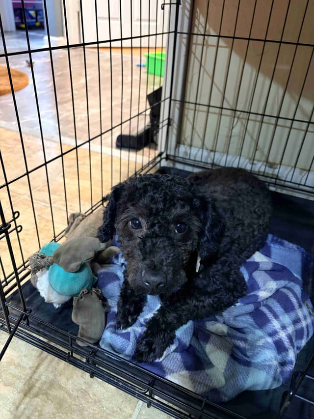 Black Male Poodle ADULT READY NOW FULLY VACCINED AND KENNEL TRAINED media 15