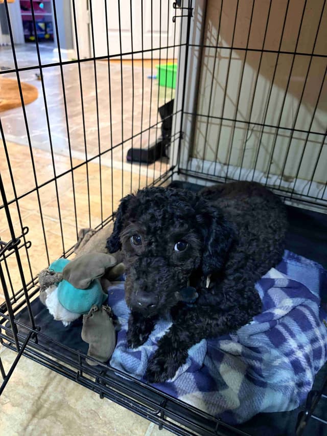 Black Male Poodle ADULT READY NOW FULLY VACCINED AND KENNEL TRAINED media 14