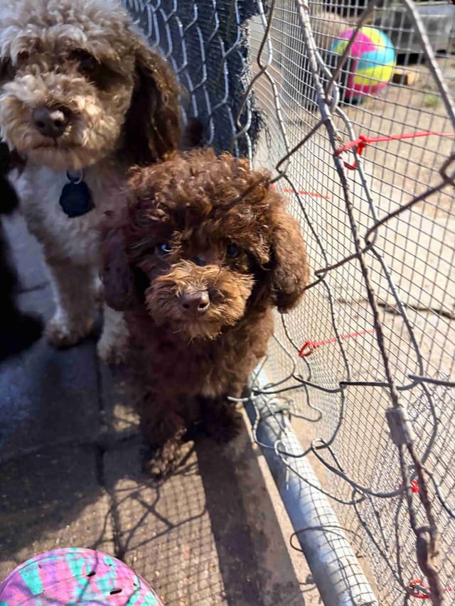 Brown MINI Poodle Puppy FULLY KENNEL TRAINED AND VACCINATED! media 3