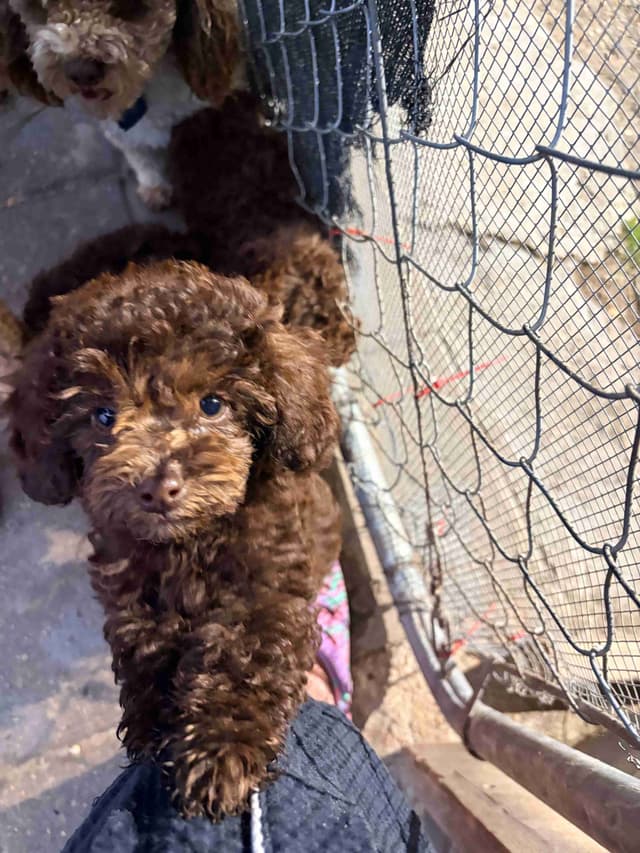 Brown MINI Poodle Puppy FULLY KENNEL TRAINED AND VACCINATED! media 4