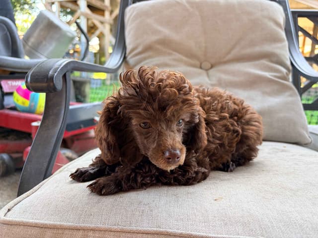 Brown MINI Poodle Puppy FULLY KENNEL TRAINED AND VACCINATED! media 8