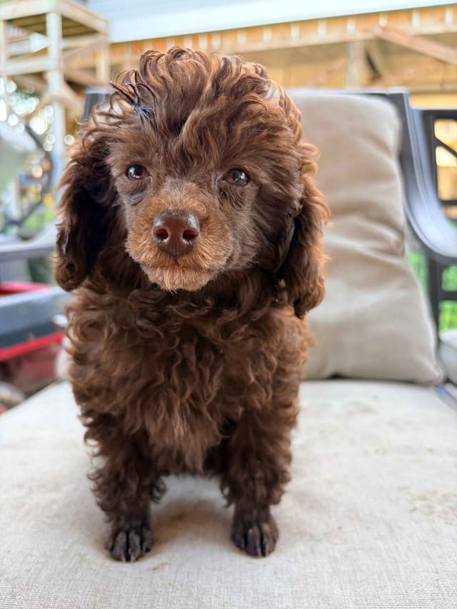Brown MINI Poodle Puppy FULLY KENNEL TRAINED AND VACCINATED! media 9