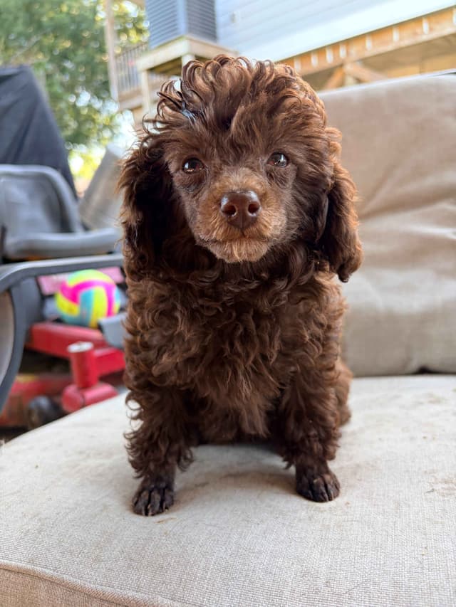 Brown MINI Poodle Puppy FULLY KENNEL TRAINED AND VACCINATED! media 10