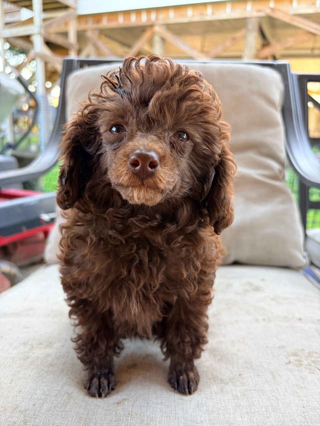 Brown MINI Poodle Puppy FULLY KENNEL TRAINED AND VACCINATED! media 11
